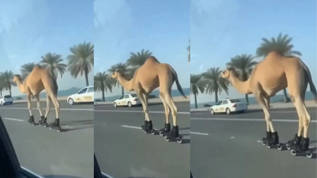 Camel Skating