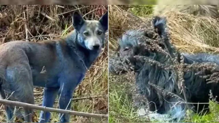 Chernobyl: చెర్నోబిల్‌లో నీలం రంగులోకి మారిన కుక్కలు..