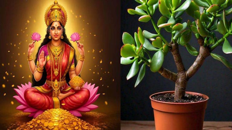 Diwali lucky plants: దీపావళికి ఈ అదృష్ట మొక్కలను మీ ఇంటికి తీసుకువస్తున్నారా..! లక్ష్మీమాత కటాక్షం ఉన్న మొక్కలు ఏంటో తెలుసా..