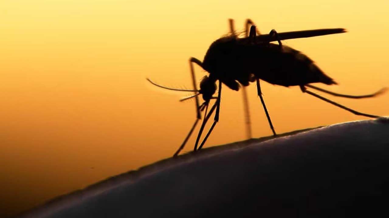 Mosquito Free Country: ఇక్కడ ఒక్క దోమ కూడా ఉండదు! ప్రపంచంలో దోమలు లేని ఏకైక దేశం ఏంటో తెలుసా?