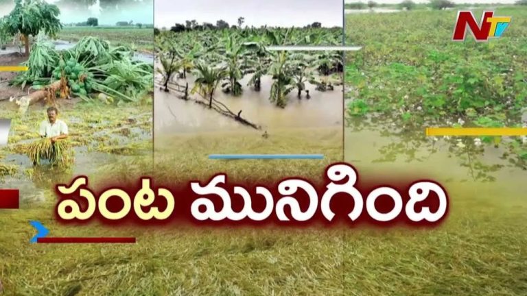 Montha Cyclone: తుఫాన్ ప్రభావం.. తెలంగాణలో పంట నష్టం లిస్ట్ ఇదే..