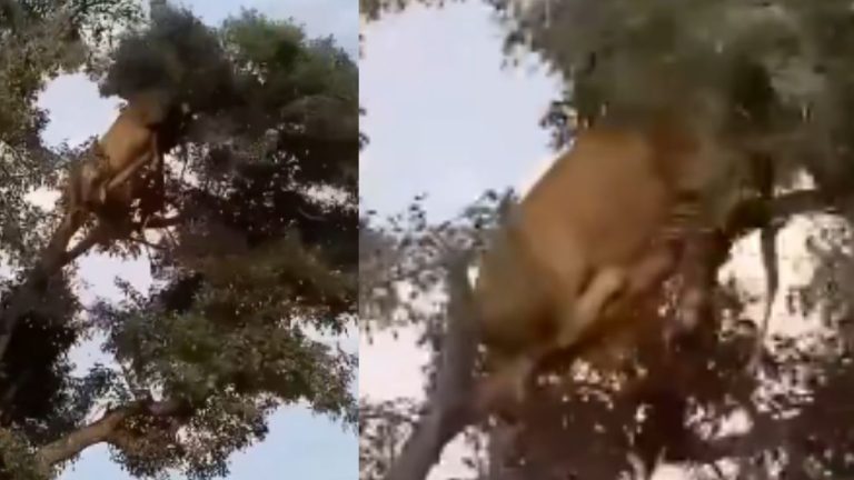 Lion vs Leopard: అడవిలో రెండు సమ ఉజ్జీల భీకర పోరాటం.. చివరకు ఎమైందంటే..