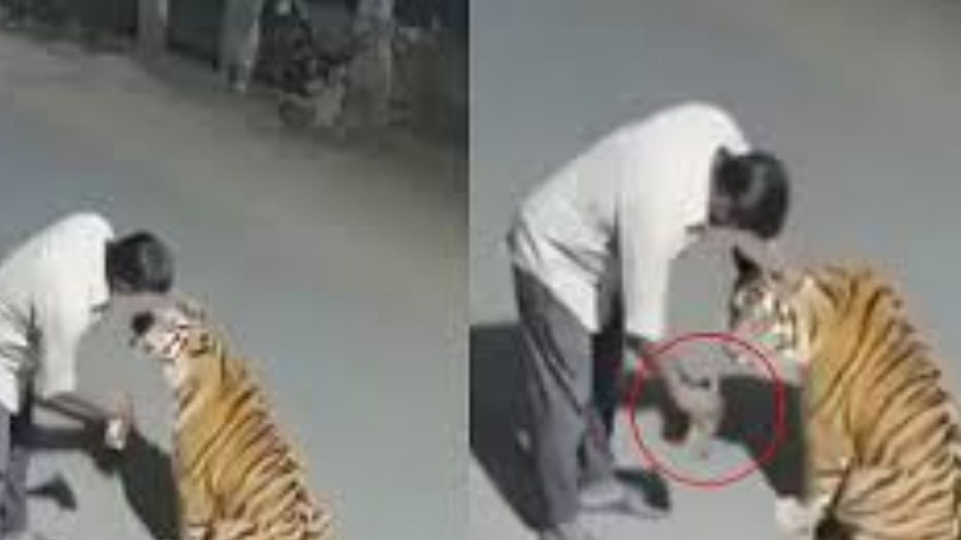 Offers Liquor to Tiger: ఎవడండి బాబు వీడు.. పెద్ద పులికే మందు తాగించుబోయాడు