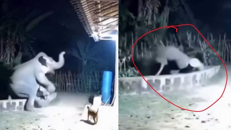 Dog attaked Elephant : కుక్క పిల్లకి భయపడి బొక్క బోర్లా పడ్డ ఏనుగు.. వైరలవుతున్న వీడియో..
