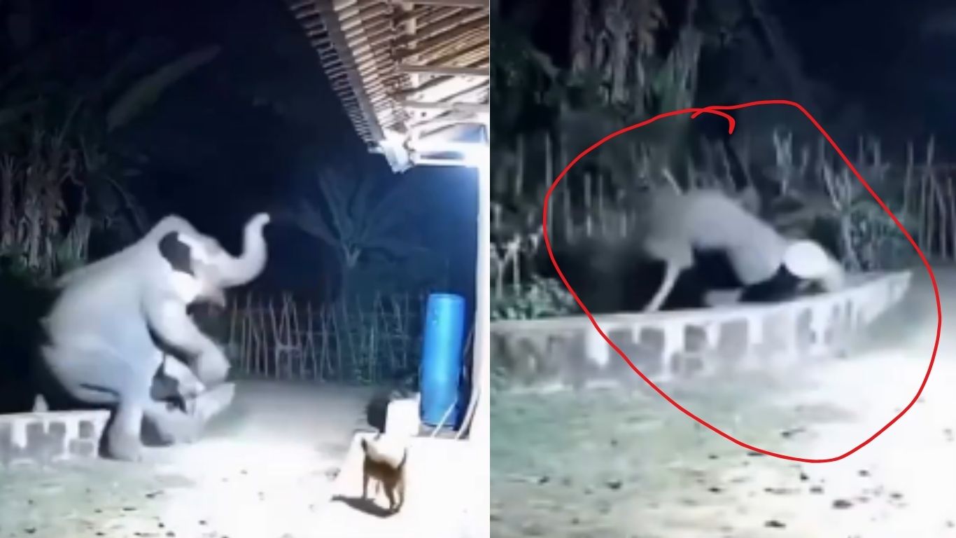 Dog attaked Elephant : కుక్క పిల్లకి భయపడి బొక్క బోర్లా పడ్డ ఏనుగు.. వైరలవుతున్న వీడియో..