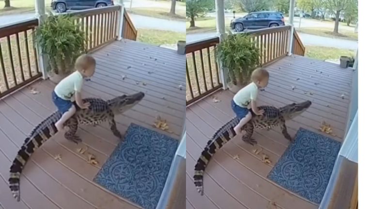 Boy Rides Crocodile: అరెయ్ బుడ్డోడా.. అది గుర్రం అనుకున్నావా.. అలా చేస్తున్నావ్..