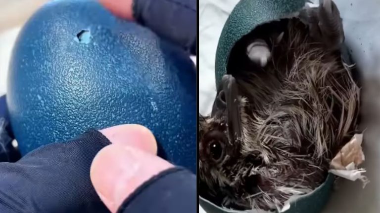 Blue Egg: పార్క్ లో ఓ జంటకు దొరికిన నీలి రంగు గుడ్డు.. దాన్ని వాళ్లు ఏం చేశారంటే..