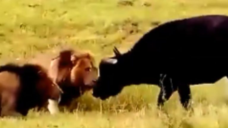 Buffalo Vs Lion: పిల్ల కోసం తల్లి బలి..  మనుషుల ప్రేమ కంటే ఏమాత్రం తగ్గదని నిరూపించిన అడవి బర్రె