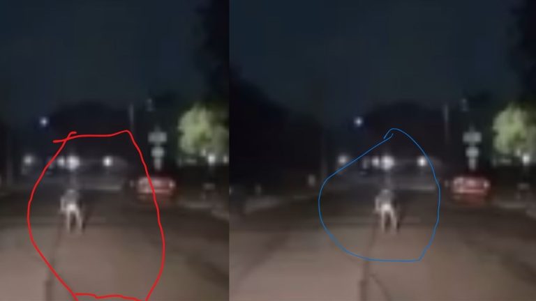 America: తెల్లవారుజామున కారుకు ఎదురు వచ్చిన వింత జీవి.. ఉలిక్క పడ్డ డ్రైవర్