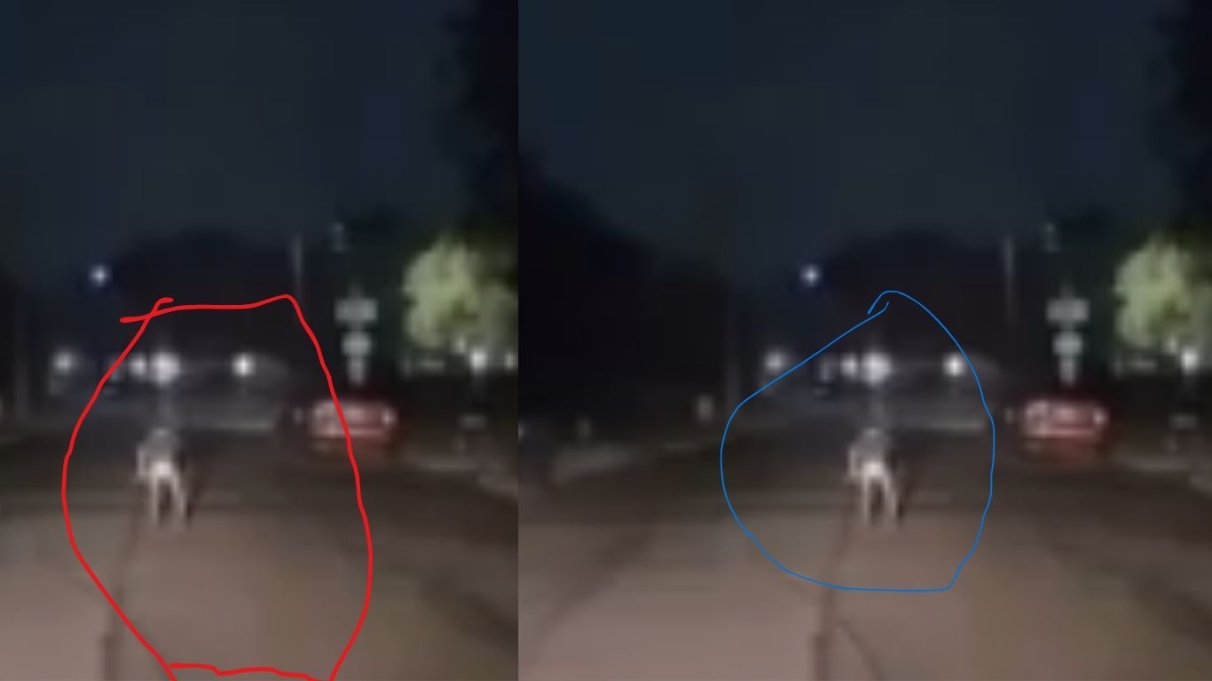 America: తెల్లవారుజామున కారుకు ఎదురు వచ్చిన వింత జీవి.. ఉలిక్క పడ్డ డ్రైవర్