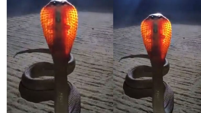 Golden Cobra: బంగారు వర్ణంలో నాగుపాము.. నాగులపంచమి రోజే కనిపించడంతో.