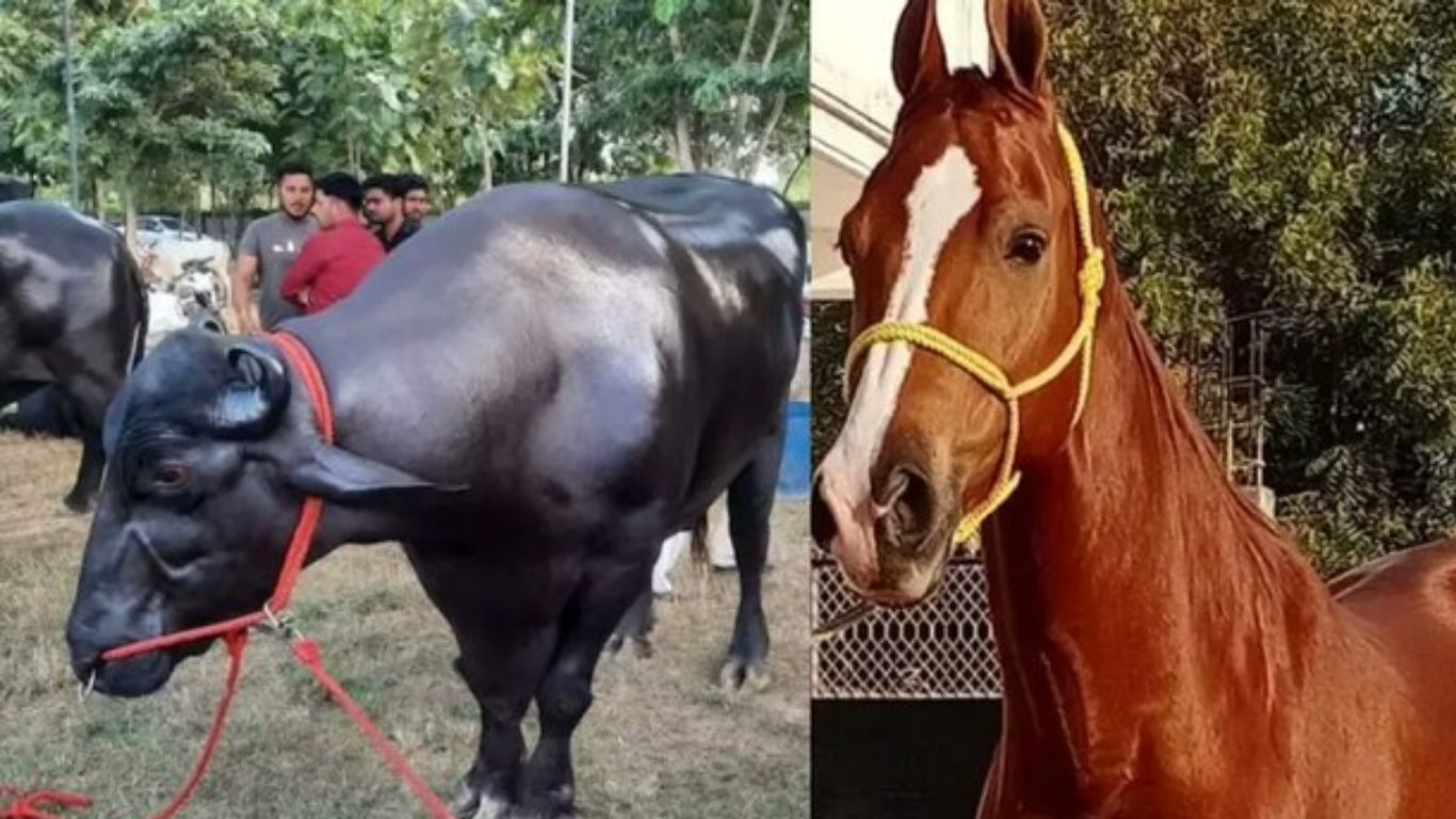 Pushkar Fair 2025: పుష్కర్ మేళాలో స్పెషల్ ఎట్రాక్షన్ గా 23 కోట్ల గేదె, 15 కోట్ల గుర్రం