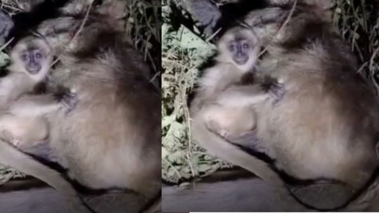 Heartbreaking Scene: రోడ్డు ప్రమాదంలో చనిపోయిన కోతి.. తల్లిని అతుక్కున్న పిల్లకోతి