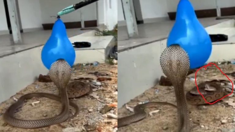 Attack: పాములకు కోపం తెప్పిస్తే.. ఎట్టాగుంటదో తెలుసా.. ఇట్టాగే ఉంటది…