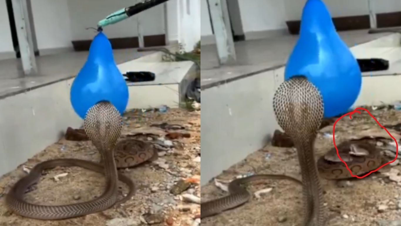 Attack: పాములకు కోపం తెప్పిస్తే.. ఎట్టాగుంటదో తెలుసా.. ఇట్టాగే ఉంటది…