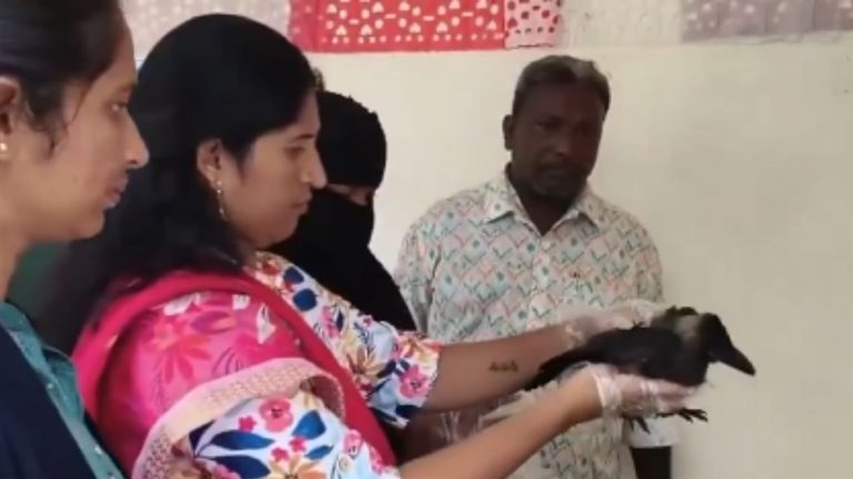 Crow Like a Pet: కుటుంబంలో ఒక్కటైన కాకి.. నల్గొండ జిల్లాలో వింత ఘటన