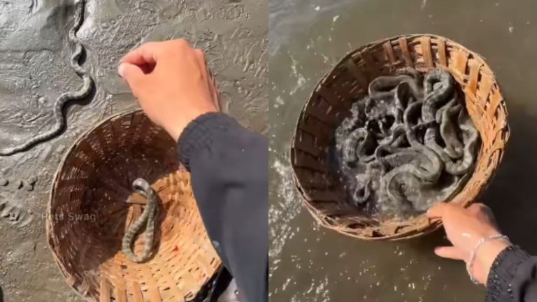 Man Rescues Snakes:వామ్మో.. 100పైగా పాములను సముద్రంలో వదిలిన యువకుడు..