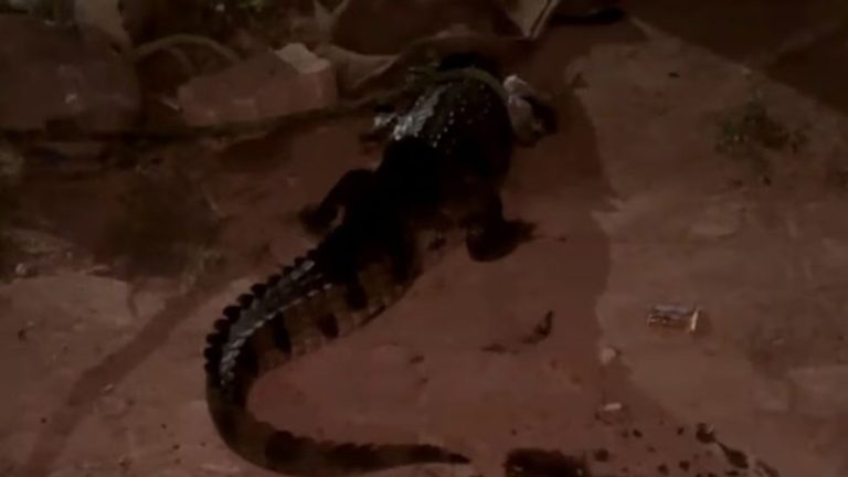 Crocodile: మార్కెట్ సమీపంలోకి 5 అడుగుల మొసలి.. పరుగులు పెట్టిన స్థానికులు