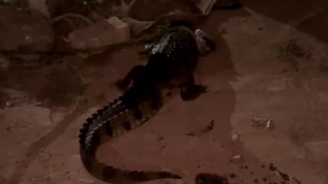 Crocodile: మార్కెట్ సమీపంలోకి 5 అడుగుల మొసలి.. పరుగులు పెట్టిన స్థానికులు