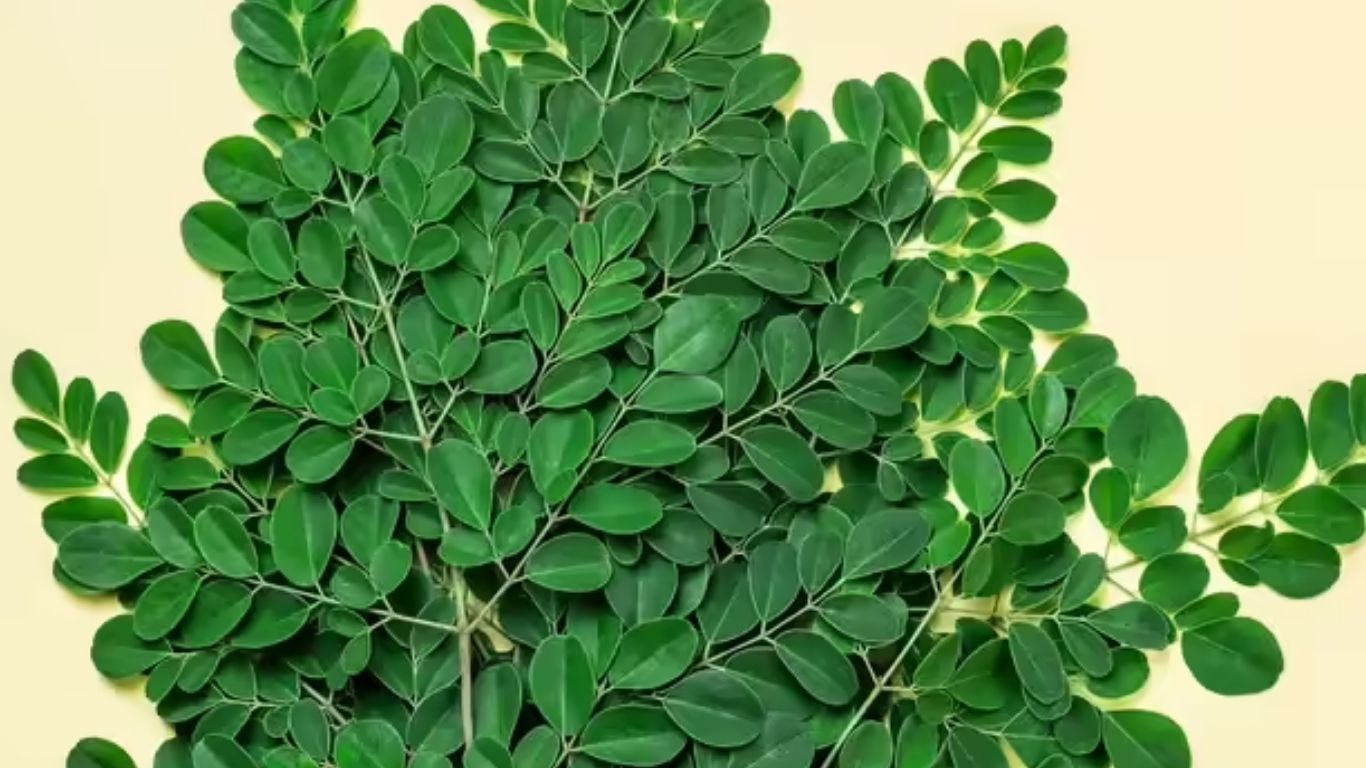 Moringa Leaves Powder Benefits: సర్వ రోగ నివారిణిగా మునగాకు