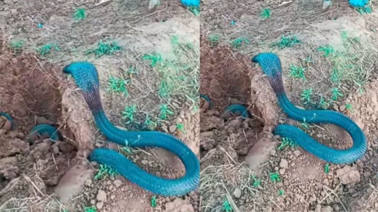 Blue Snake: నీలం రంగు పామును మీరెప్పుడైనా చూశారా..? చూడకపోతే ఇప్పుడే చూడండి..