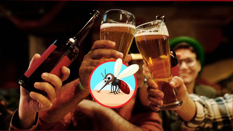 Mosquitoes Study: బీర్ తాగేవారంటే దోమలకు ఎంతో ఇష్టమట.. పరిశోధనలో సంచలన విషయాలు..