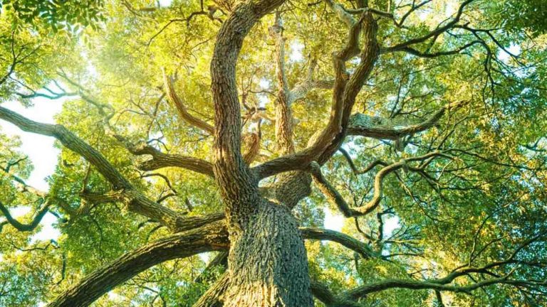 Camphor Tree: పూజల్లో ఉపయోగించే కర్పూరాన్ని ఎలా తయారు చేస్తారో తెలుసా!