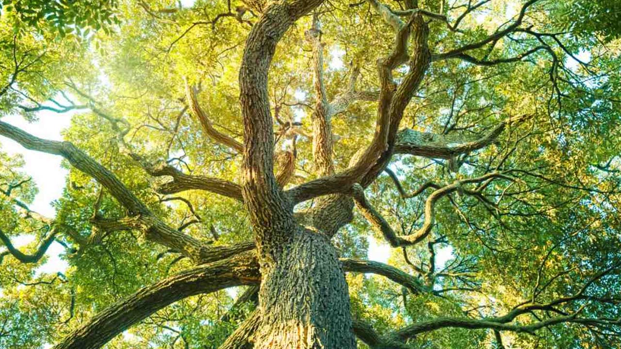 Camphor Tree: పూజల్లో ఉపయోగించే కర్పూరాన్ని ఎలా తయారు చేస్తారో తెలుసా!