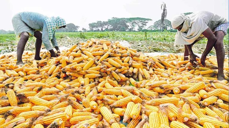 Telangana: మొక్కజొన్న రైతులకు గుడ్ న్యూస్..