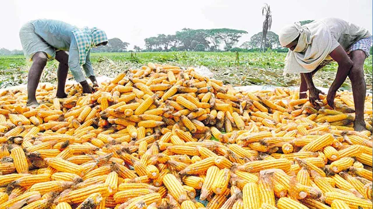 Telangana: మొక్కజొన్న రైతులకు గుడ్ న్యూస్..