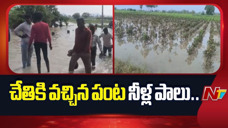Palnadu: పల్నాడు జిల్లాలో లక్షల ఎకరాల్లో దెబ్బతిన్న పంటలు, రైతులకు తీవ్ర నష్టం