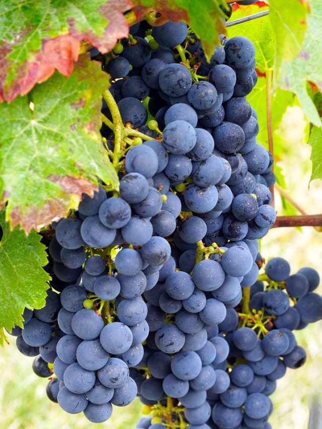 అందుకే నల్ల ద్రాక్షను సూపర్ ఫ్రూట్ అంటారు..