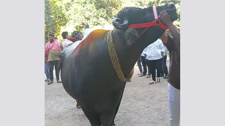 Sadar Festival: హైదరాబాద్ లో మొదలైన సదర్ సందడి.. ప్రత్యేక ఆకర్షణగా గుమాన్ కాళీ దున్నరాజు