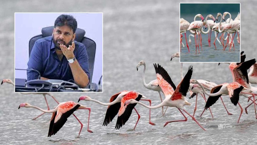 Deputy Cm Pawan Kalyan