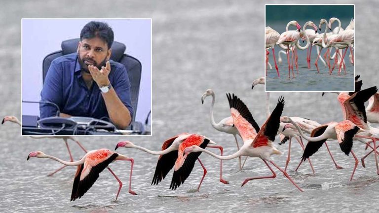 Deputy CM Pawan Kalyan: ఎకో టూరిజం గమ్యస్థానంగా పులికాట్.. ఫ్లెమింగోల శాశ్వత స్థావరంగా తీర్చిదిద్దుతాం..