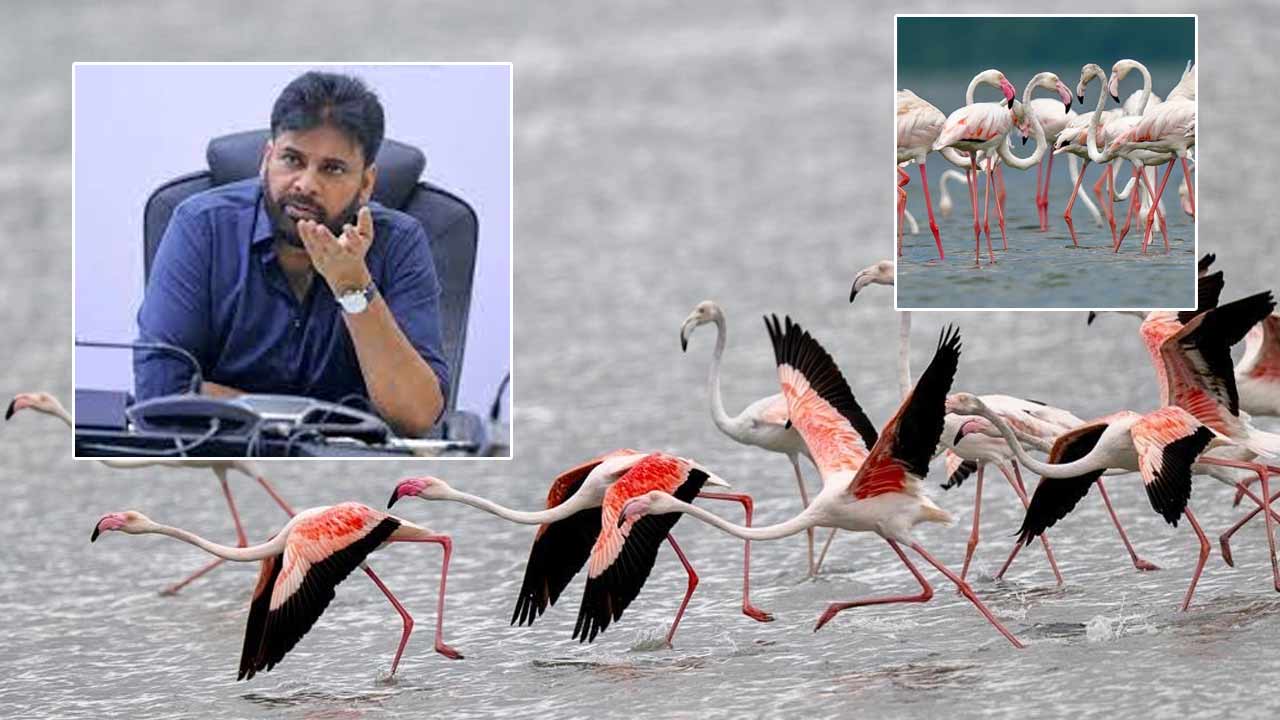 Deputy CM Pawan Kalyan: ఎకో టూరిజం గమ్యస్థానంగా పులికాట్.. ఫ్లెమింగోల శాశ్వత స్థావరంగా తీర్చిదిద్దుతాం..