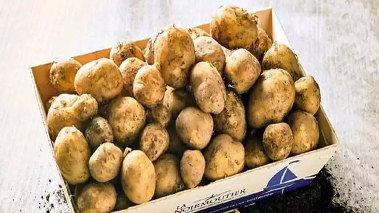 Le Bonnotte Potato: ప్రపంచంలోనే అత్యంత ఖరీదైన బంగాళాదుంపలు.. కిలోకు ఏకంగా రూ. లక్ష!