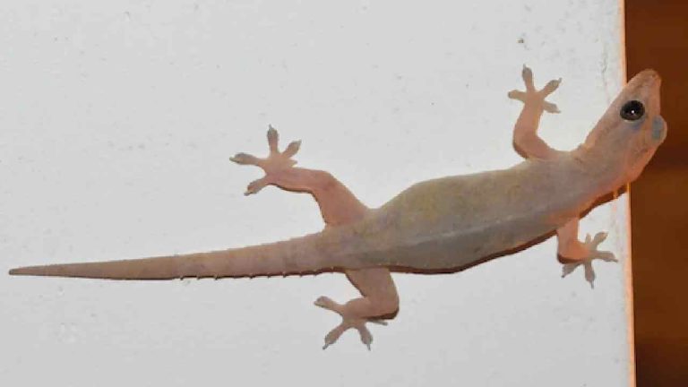 Lizards:  మీ ఇంట్లో బల్లులతో బాధపడుతున్నారా.. అయితే, ఈ 7 ట్రిక్స్ పాటించండి చాలు..