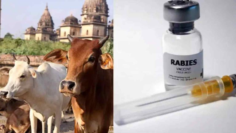 Rabies: “రేబిస్” సోకిన ఆవు పాలతో ప్రసాదం.. ఊరంతా భయం భయం..