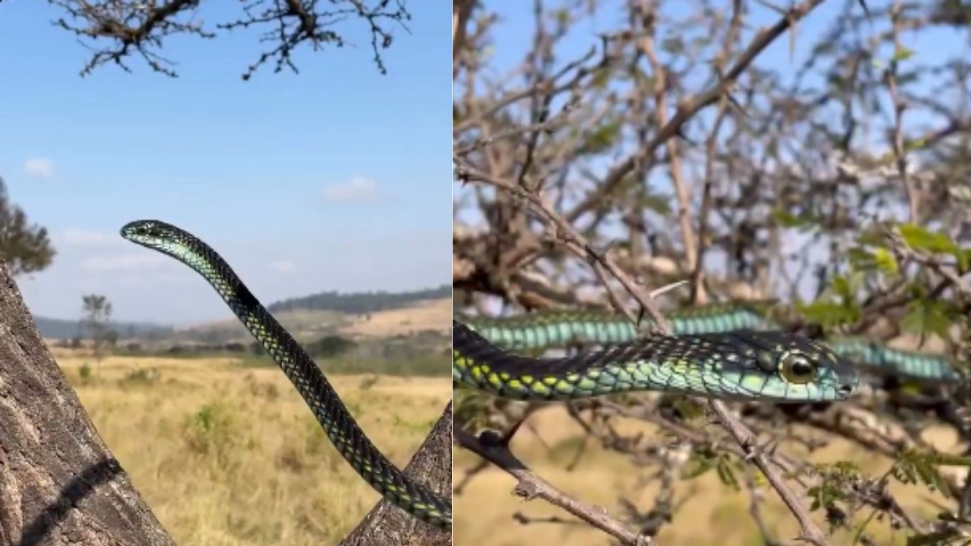Colourful Snake: రంగురంగులుగా, అందంగా కనిపించే పాము.. దగ్గరికెళ్లారో డేంజరే..