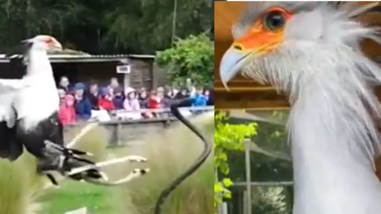 Beautiful but Deadly Bird: చూసేందుకు అందంగా ఉన్న పక్షి.. పాములను చూస్తే మాత్రం..