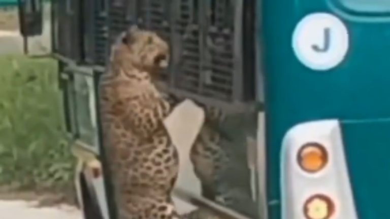 Leopard Attack: పర్యాటకుల వాహనంపై దూసుకొచ్చిన చిరుతపులి..