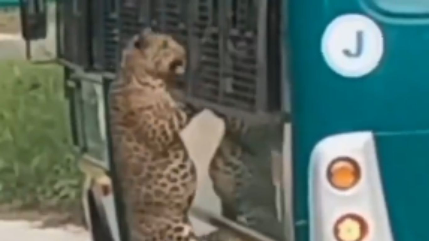 Leopard Attack: పర్యాటకుల వాహనంపై దూసుకొచ్చిన చిరుతపులి..