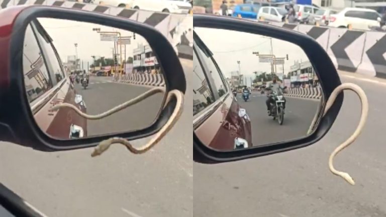 Shocking Inciden: కారు డ్రైవ్ చేస్తుండగా..సైడ్ మిర్రర్ నుంచి బయటకు వచ్చిన పాము…