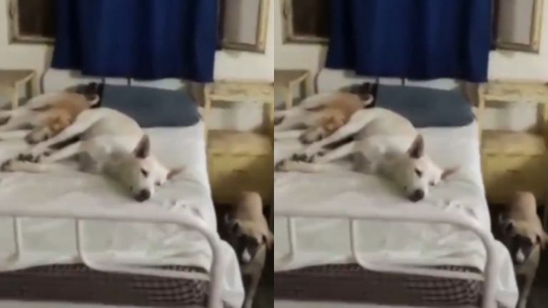 Dogs On Patient Beds: ఆసుపత్రి బెడ్లపై  నిద్రిస్తున్న కుక్కలు.. పట్టించుకోని సిబ్బంది..