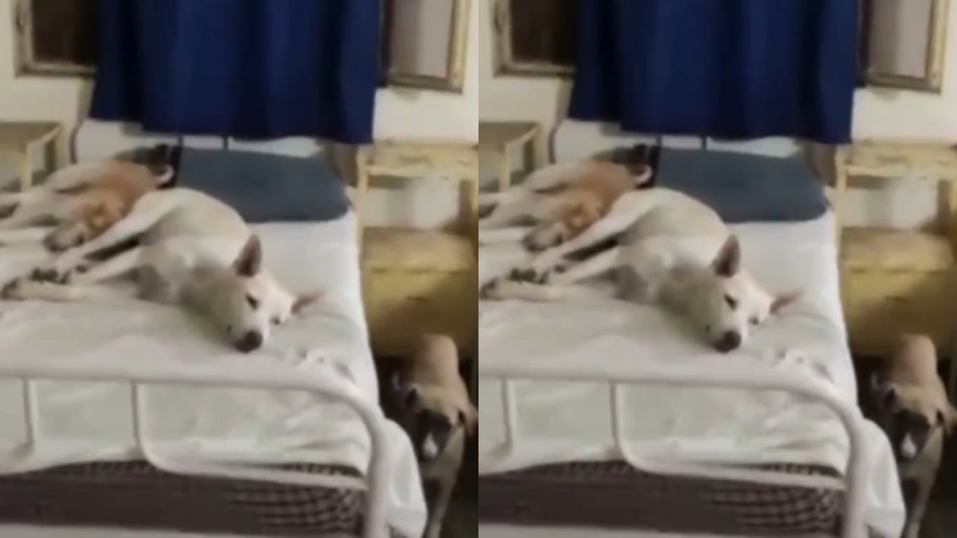 Dogs On Patient Beds: ఆసుపత్రి బెడ్లపై  నిద్రిస్తున్న కుక్కలు.. పట్టించుకోని సిబ్బంది..