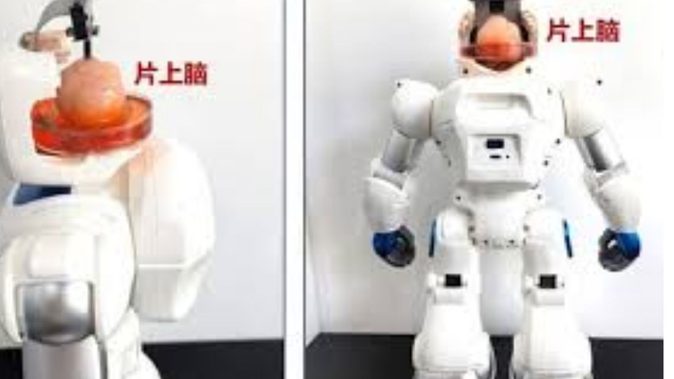 Meta-Brain Robot : హ్యుమన్ స్టెమ్ సెల్స్ తో రోబోట్.. అభివృద్ధి చేసిన చైనా..