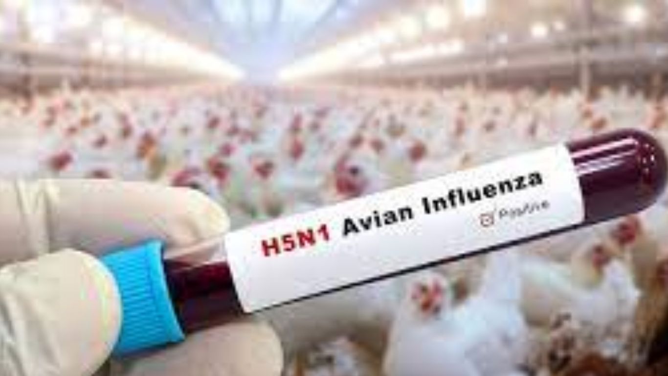 Avian Influenza :దేశంలోకి కొత్త రకం వైరస్..ఏవియన్ ఇన్ఫ్లుఎంజా గురించి తెలుసా..