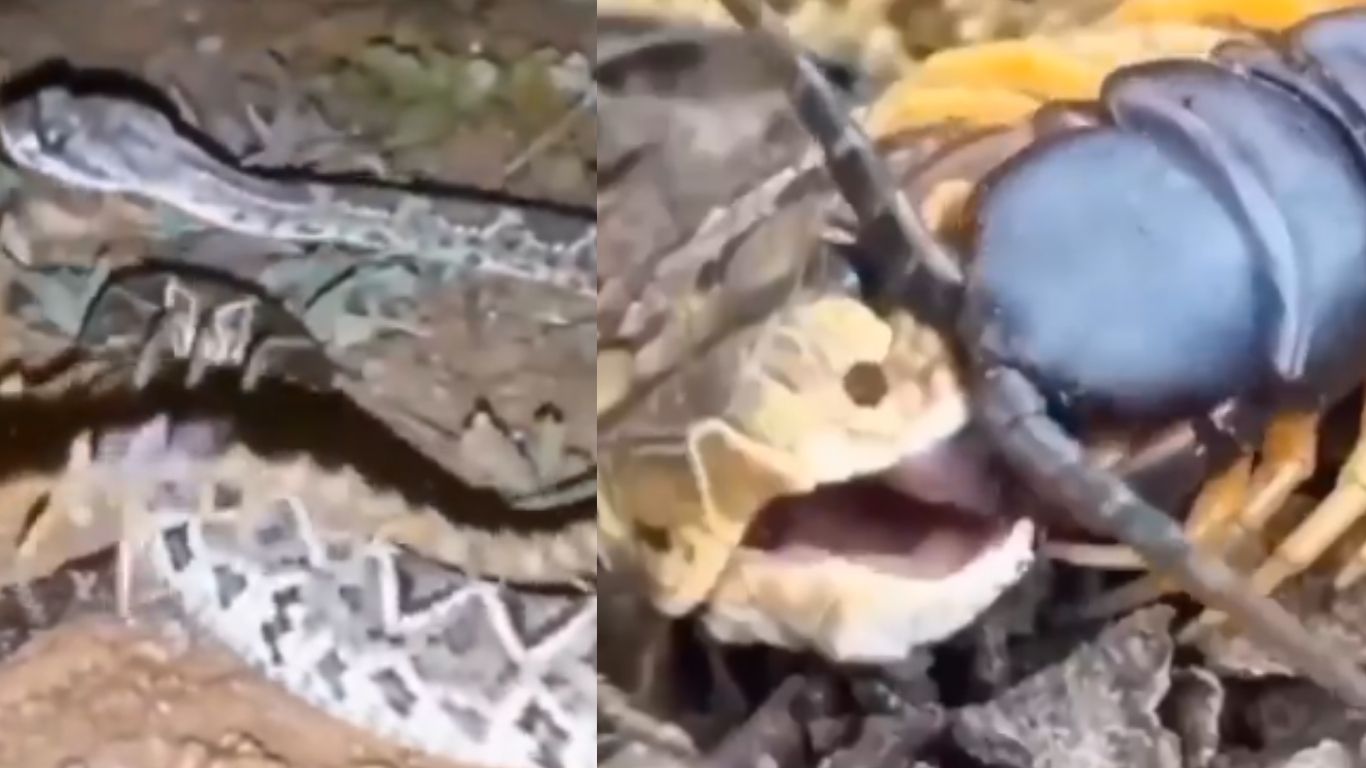 Shocking Video: పామునే ముప్పు తిప్పలు పెట్టించిన ఓ కీటకం