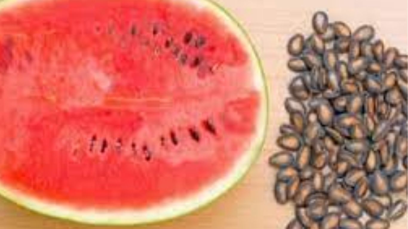 Watermelon Seeds: పుచ్చ కాయ తిని గింజలు పారేస్తున్నారా.. వీటితో ఎన్ని లాభాలంటే..